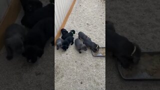 5 Week old Cane Corso Puppies