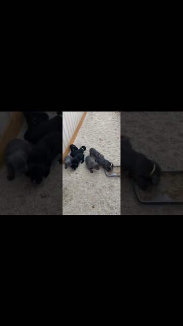 5 Week old Cane Corso Puppies
