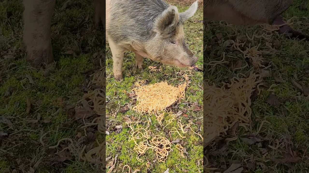 Pig eating Spaghetti @UncleTimsFarm #kärnəvór