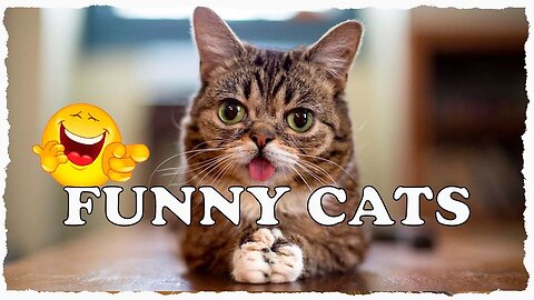 Funny Cats Videos - Funny Animal Videos