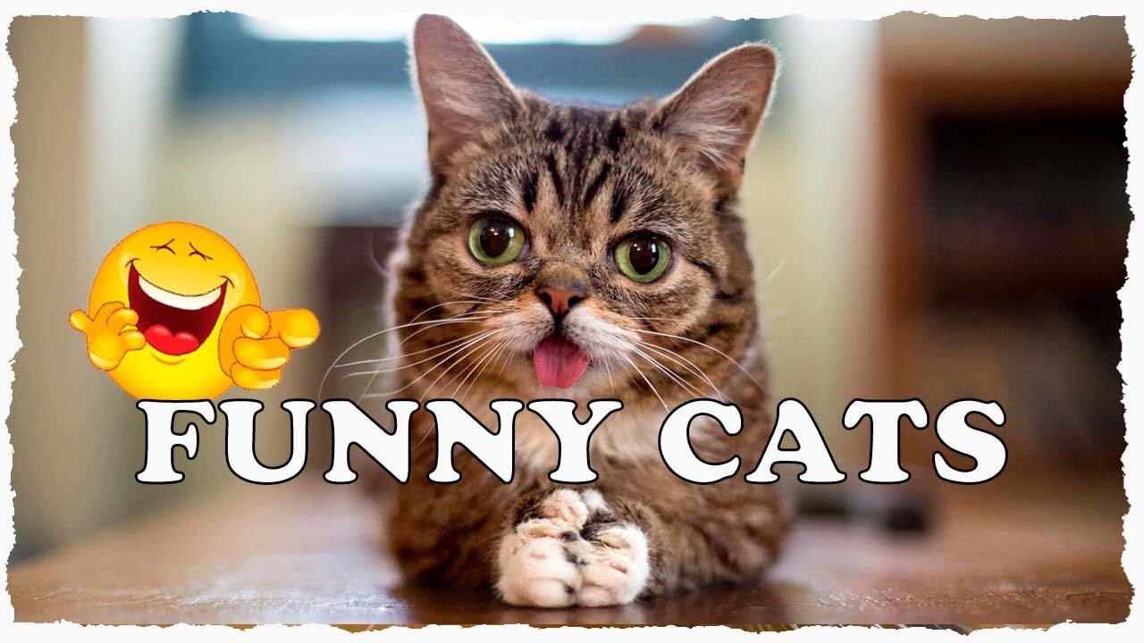 Funny Cats Videos - Funny Animal Videos