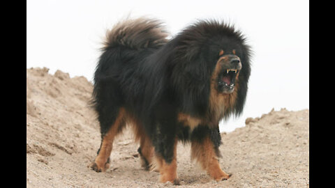 Top 15 Ferocious Dogs You Should Fear the Most
