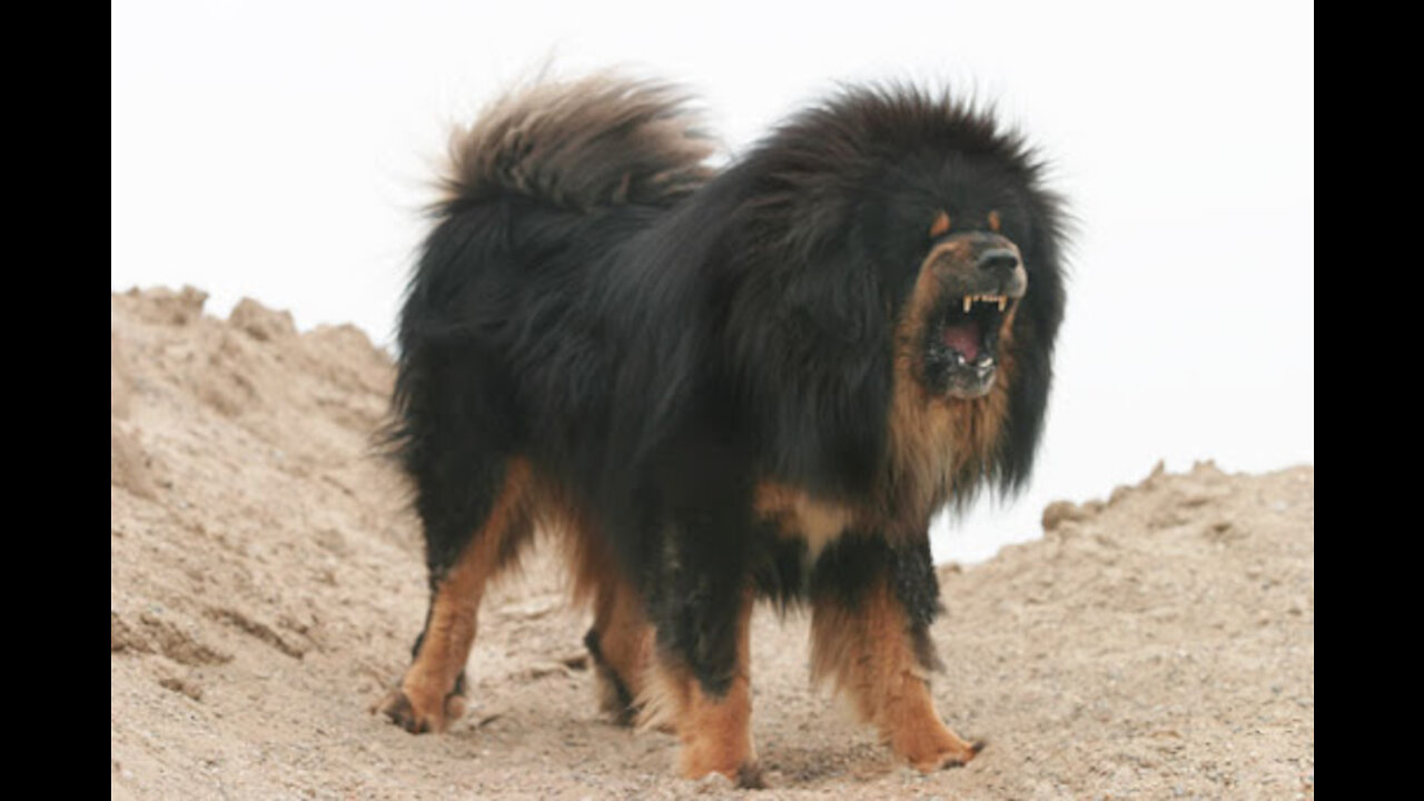 Top 15 Ferocious Dogs You Should Fear the Most
