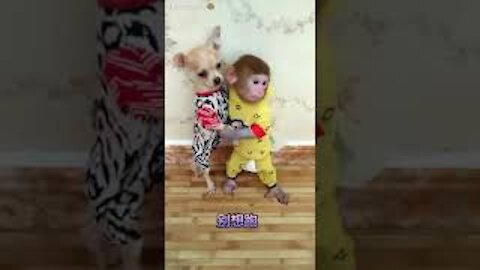 🤣😂😍Compilation of cute dog puppies and baby monkeys🤣😂😍