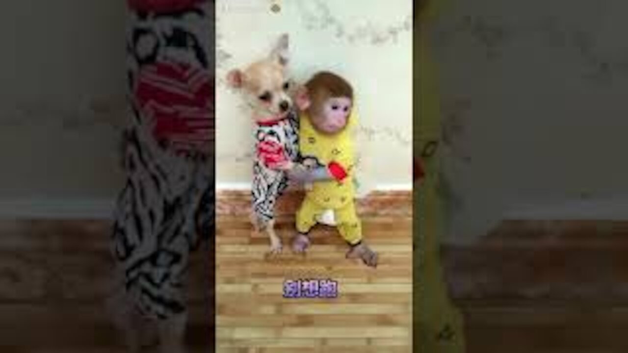 🤣😂😍Compilation of cute dog puppies and baby monkeys🤣😂😍