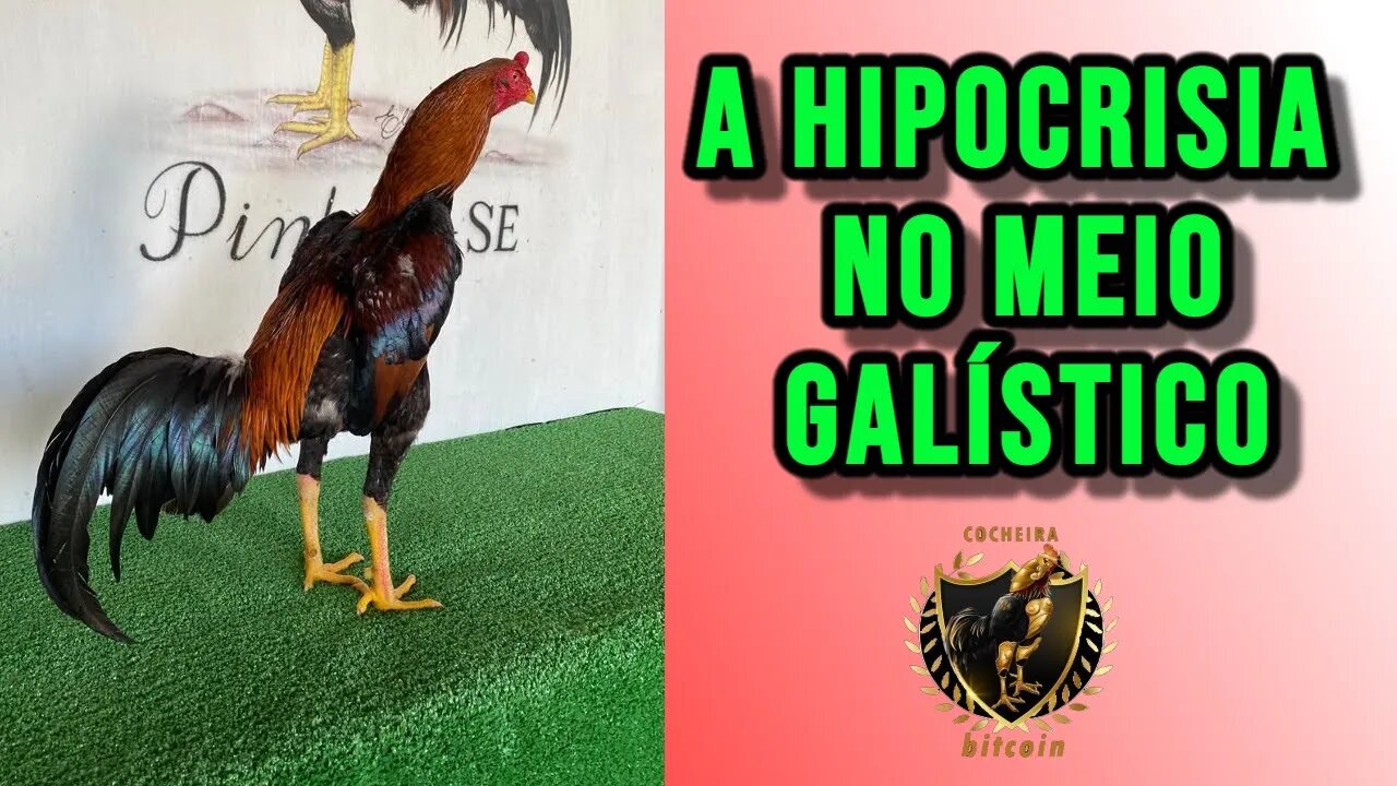 VERDADE REVELADA NÃO SEJA UM GALISTA HIPÓCRITA