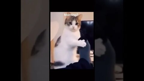 Cats and dogs