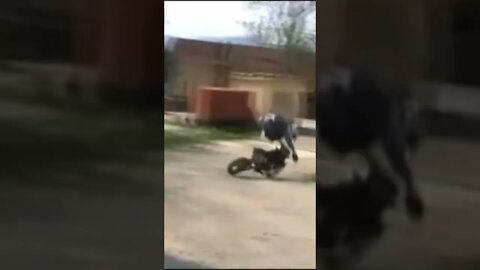 Most Horrible Pit Bike Crash You’ll Ever See