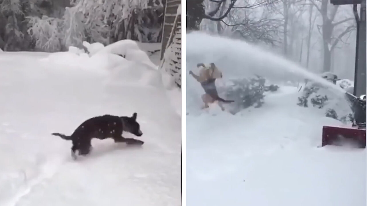 The dog love playing snow so much~~