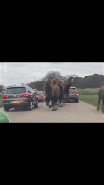 Please enjoy his video of me and my family thinking we are going to be killed by camels