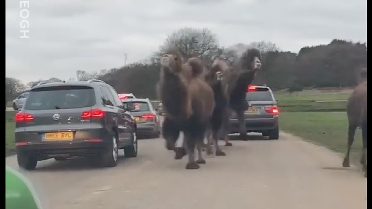 Please enjoy his video of me and my family thinking we are going to be killed by camels