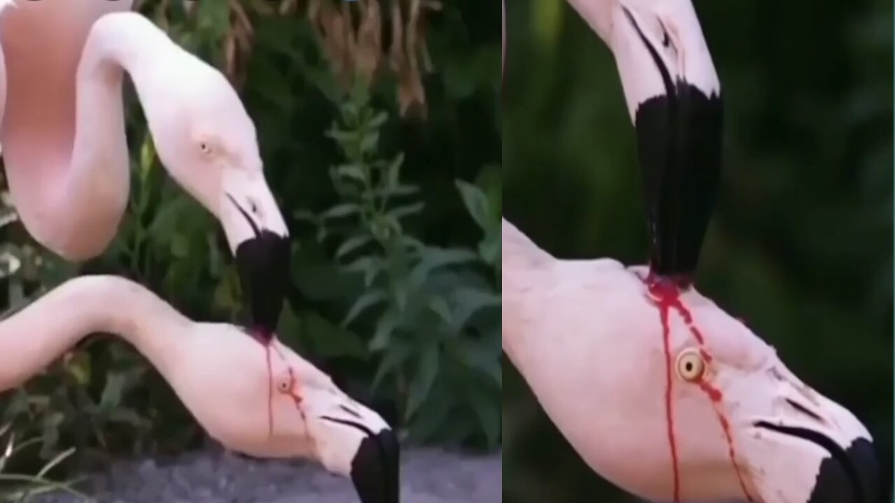 Amazing, This bird is best mom 😢😢😢❤️❤️(❤️please subscribe my channel ❤️)