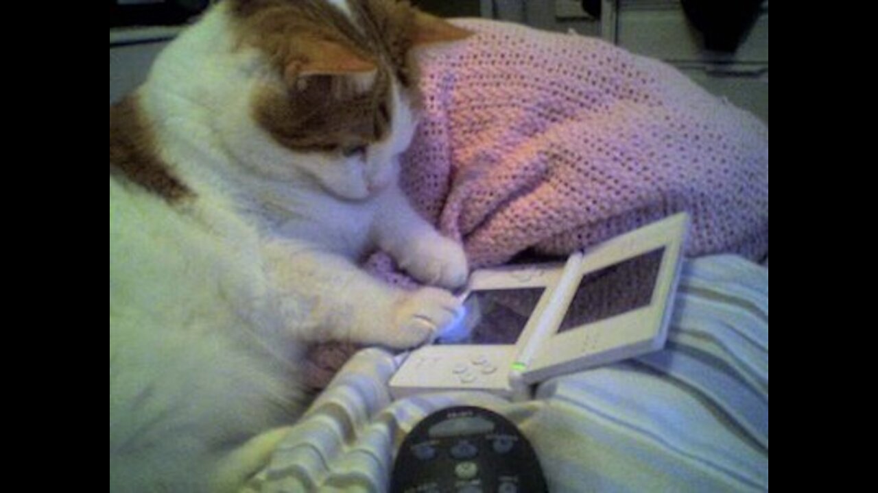 cat want to play video games like human , funny cat videos