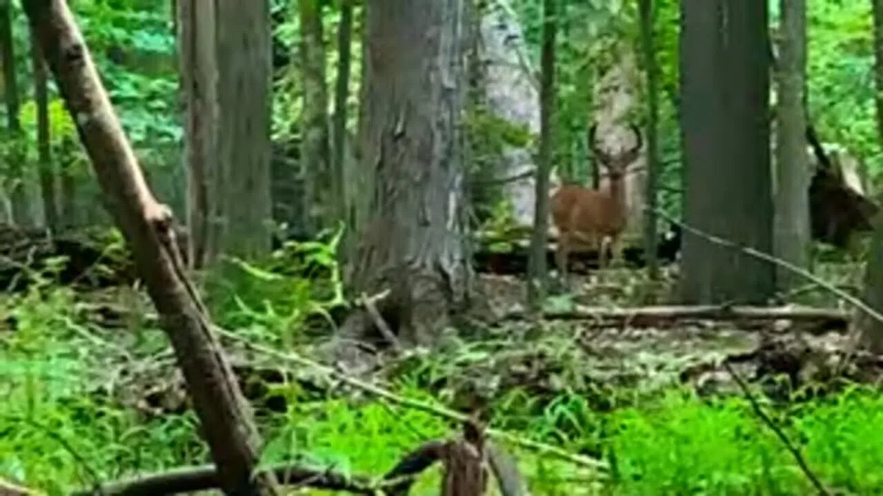 Chasin Deers (Part 2) THE BUCK!!