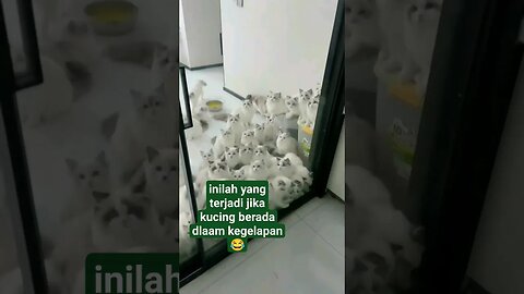 Inilah yang terjadi jika kucing berada dalam kegelapan #kucinglucu #shortvideo