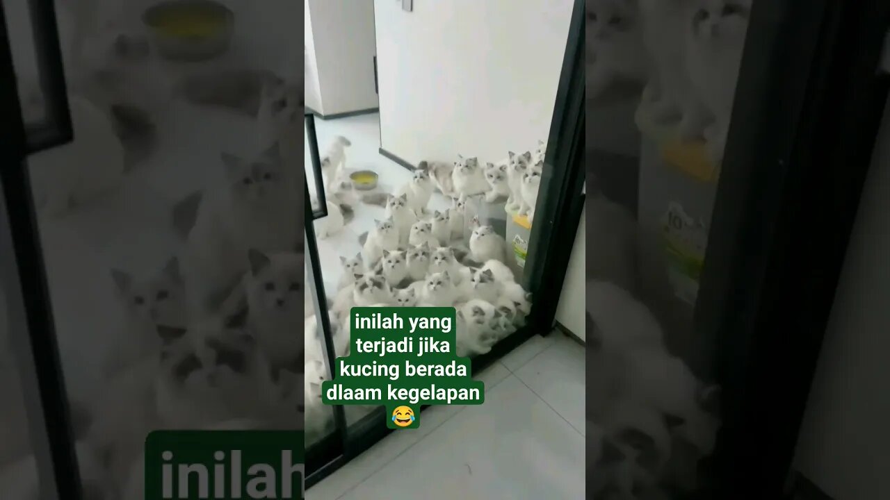 Inilah yang terjadi jika kucing berada dalam kegelapan #kucinglucu #shortvideo