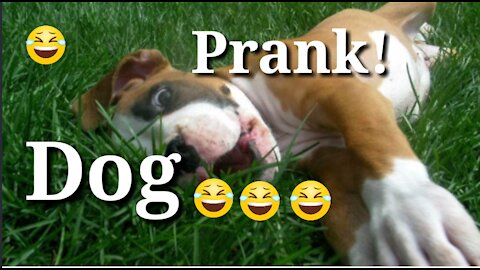 Dog Prank!