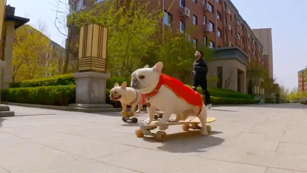 This is a dog who can play skateboards, and the music is played