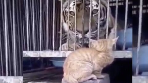 Funny Brave Cat Touch Tiger In The Cage