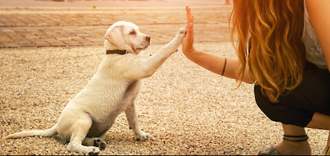 Dog training video number six: training biscuits, original video