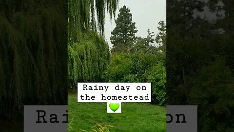 #rain #rainyday #homesteading #homesteadlife #farm #farmlife #peaceful