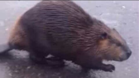 Beaver attacks cat in the middle of Russian street!