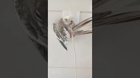 O Falcão escalando o fio do ventilador #birds