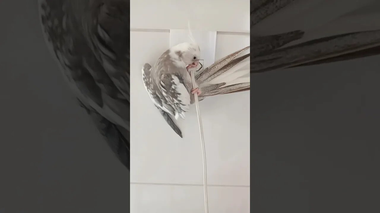 O Falcão escalando o fio do ventilador #birds