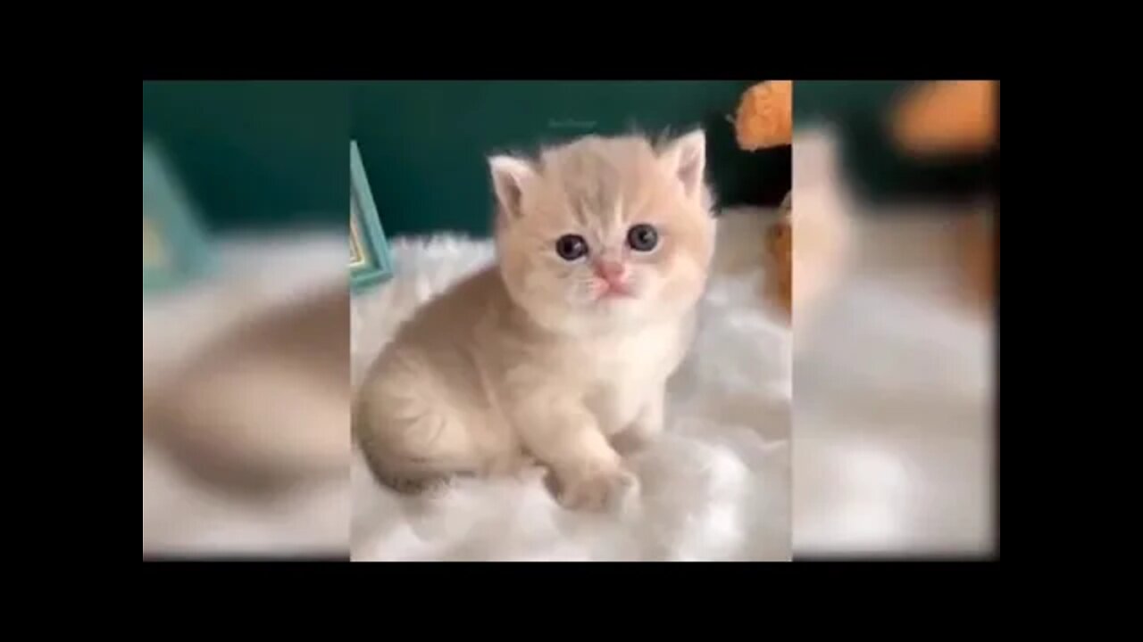 Baby Cats Cute and Funny Cat Videos Compilation