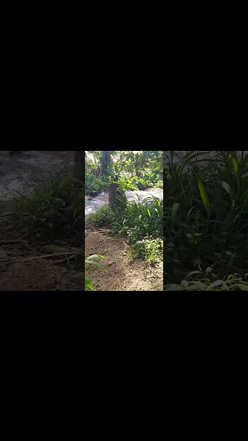 Jamaica 🇯🇲 lil dunns river