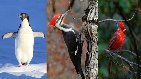 Red birds and penguins # Different animals.