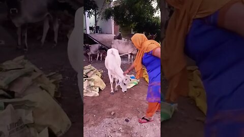 jai gau mata system #shortvideos #viral #shots #shorts