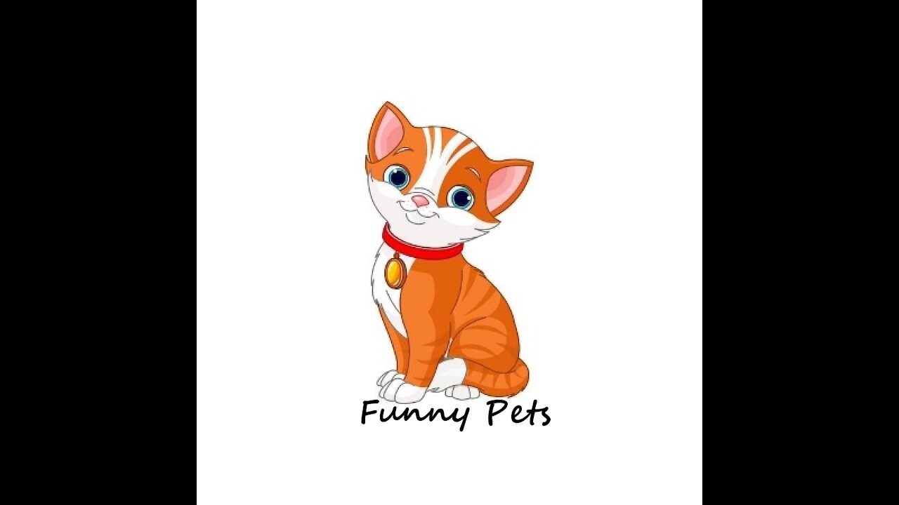 Funny pets/Look at our pet pinkie puppy