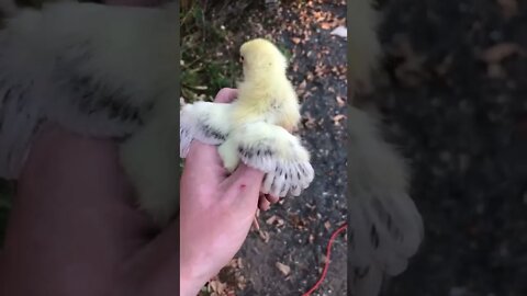 Baby chicks feathers 2 weeks old