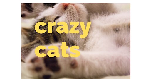 Crazy cats very funny