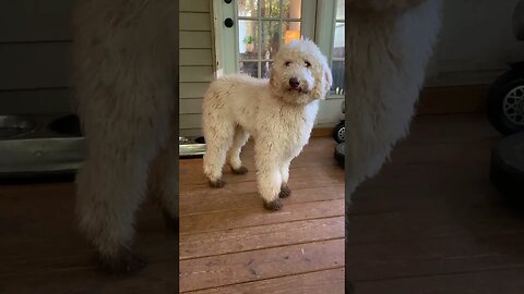 My White Dog After It Rains | #trending #funny