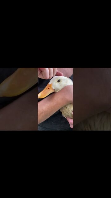 Pekin Duckling 8 weeks