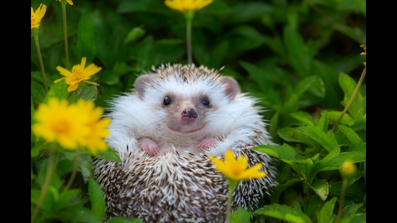 Cute hedgehog