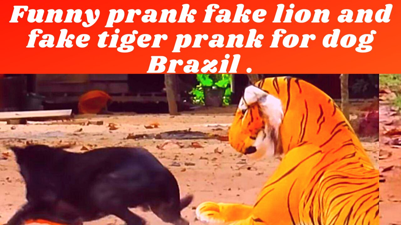 Funny prank fake lion and fake tiger prank for dog Brazil