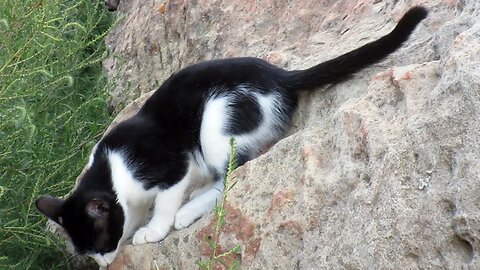 Our Cats #124 #shorts – All 3 Cats Prefer Steep Rocks to Easier Walking Paths