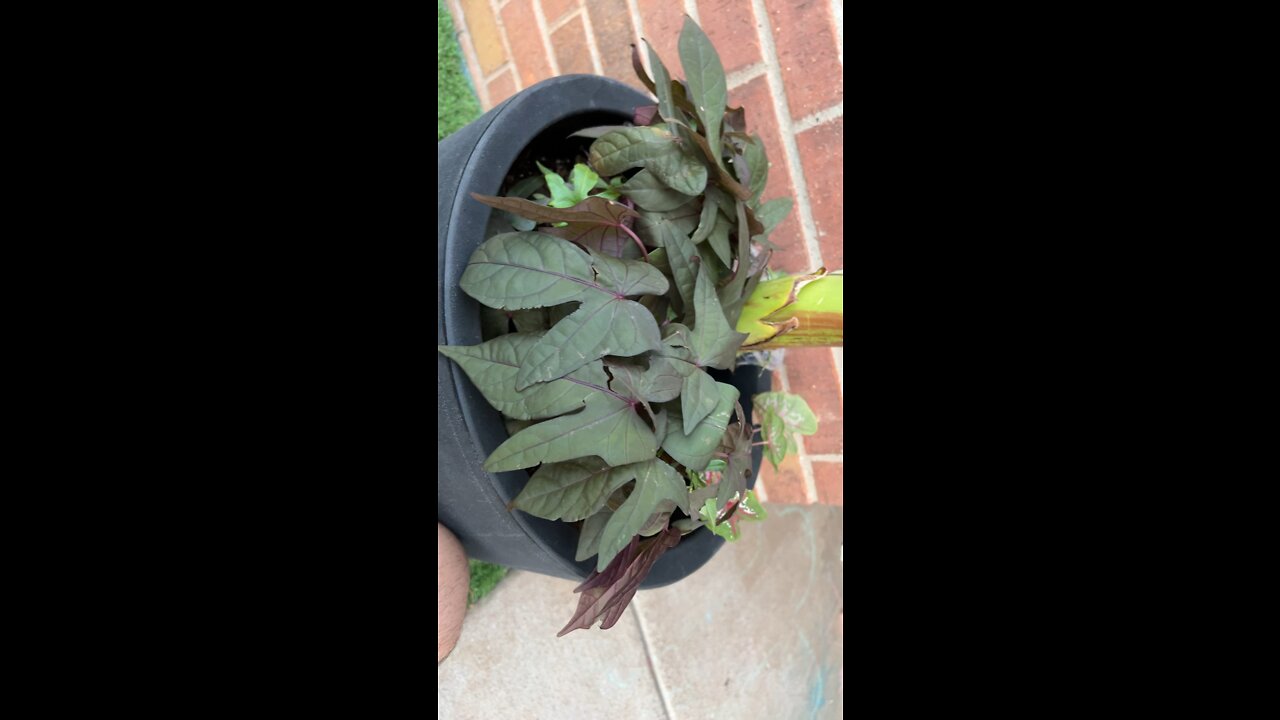 Clone vine outgrowing the mother potatoes vine!