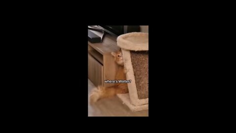 😂 You Laugh and Lose- funny Cat video's