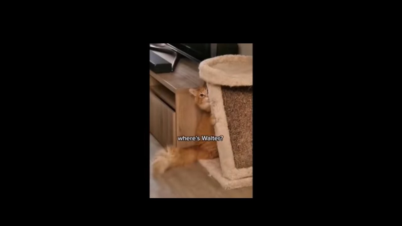 😂 You Laugh and Lose- funny Cat video's