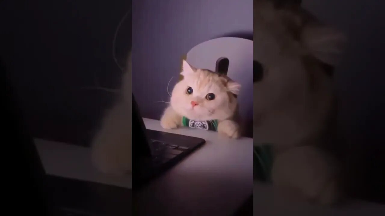 Cat screaming when laptop taken away - Hilarious Tiktok #shorts