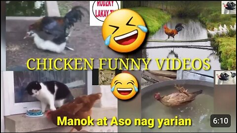 Chiken funny video