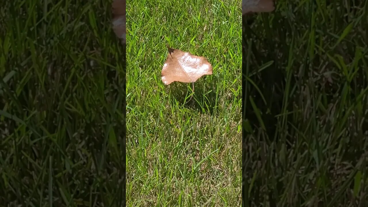 the leaf is breaking the laws of physics #shorts