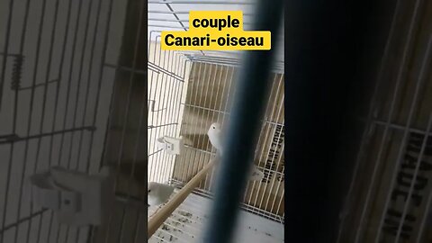 couple Canari-oiseau