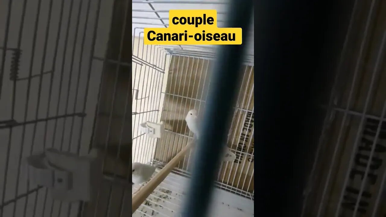 couple Canari-oiseau