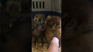 Caring for abandoned chicks in a torrential rain.