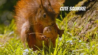 Slo Mo Squirrel Holding Walnut🐿️🌰 #shorts #shortvideo #nature